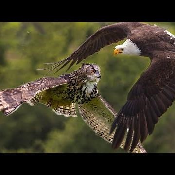 Amazing eagle vs owl fight || battles between two Birds of prey