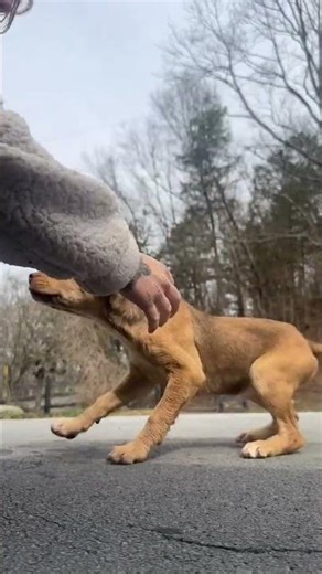 Fido & Finley They happened to cross my path at the exact #usa #rescue #canada #viral #reels #uk