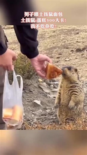 🇨🇳 喂食土拨鼠趣事：小土拨鼠现场拒绝卡路里 🇬🇧 Feeding Groundhog Fun: Little One Rejects Calories on the Spot