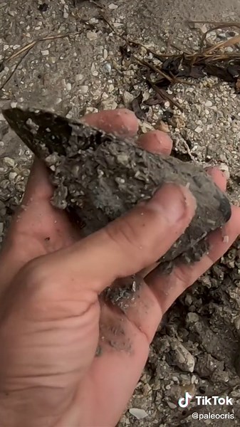 Just look at this megalodon shark tooth I found! 🤯 #sharkweek #sharktooth #fossils #rocktok #rocks #rockhound #geology #megalodon #greatwhiteshark