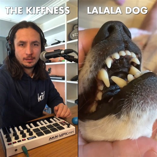 RIP Momo aka Lalala Dog 🕊️ (Nov 2010 - Feb 2026) I hope you're serenading the angels in dog heaven 🐶🌈❤️ | The Kiffness