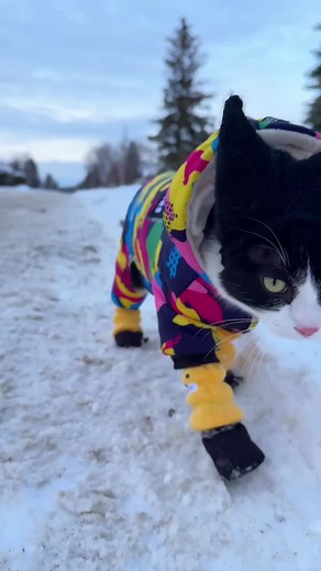 Don't Stop Me Now And We Will, We Will Rock You CatsTv #catstvmusicvideo #catsoftiktok #catlovers #catlover #cat #neko #oyen #catvideo #funnycat #cattok #fyp #fypシ #catsTv