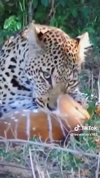 Final Moments of Baby Deer in Nature