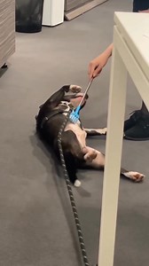 253K views · 9.7K reactions | When belly rubs become a full-service spa treatment ☺️ #phoebesworld original video by @minibullterrierkennel (TikTok) #bullterrier #bullterrierlove #dog #bullterrierpuppy | The Bull Terrier Club | Facebook