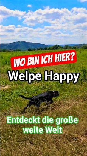 😲🤩 Where am I? 👀😎 Labrador puppy Happy out in the big wide world. #labradorpuppies #puppies