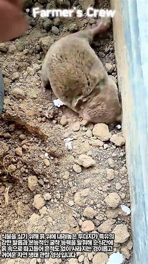순식간에 흙 속으로 파고드는 두더지 굴착 본능 #worker #process #mole #digging #nature