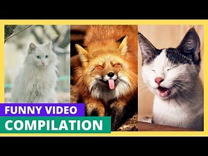 Impossible de Ne Pas Rire 😂! Compilation de Chats Trop Drôles 😹