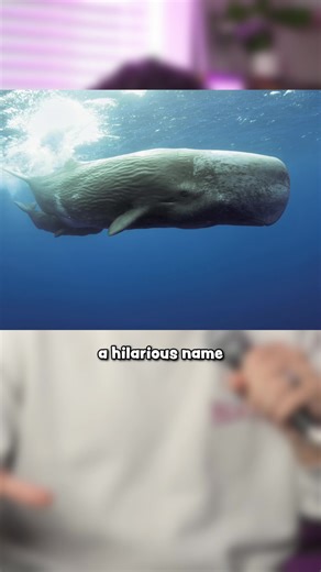 How the Sperm Whale got it’s name #LearnOnTikTok #TikTokLearningCampaign #historyfacts
