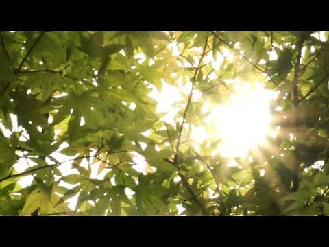 Trees in Sunlight - Free Stock Footage HD