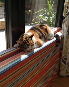 Considering adopting a cat but don’t know what ‘breed’ to go for? Consider a moggy! Most of our cats, like Bella here, are gorgeous moggies – meaning they are not purebred or pedigree. Does that stop them from being the BEST addition to your family? Absolutely not! Find out more: http://spr.ly/FMoreThanJustAMoggy | Cats Protection