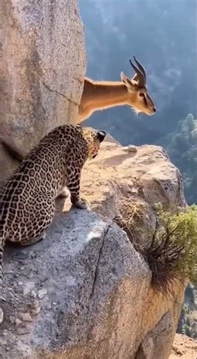 Leopard chasing deer.#leopard #deer #wildlife