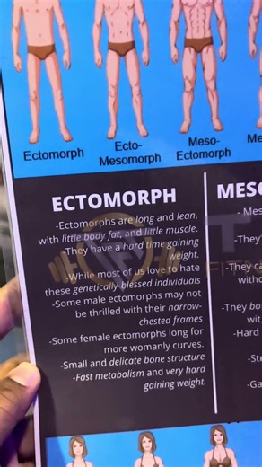 Ectomorph vs Endomorph vs Mesomorph 💪 Body Types Explained! #Shorts #FitnessMyths #GymTips