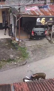 Boar goes after the old whore