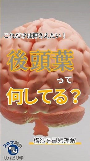 【基礎】後頭葉って何してる？ #理学療法士 #理学療法 #理学療法士国家試験 #作業療法士 #作業療法士国家試験 #脳 #後頭葉 #基礎