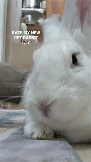 RATW MY NEW PET RABBIT 1/10 #RABBITS