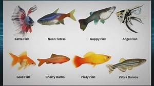 Top Freshwater Fish for Your Aquarium: A Selection Guide