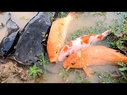 Catching fish in the same water: carp, goldfish, tilapia, catfish.