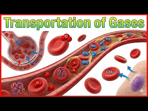 12. Transport of Gases 🫁 (Part - 1) Oxygen & Carbon Dioxide Transport | High-Yield USMLE Step 1
