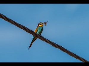 European Bee Eater Removing The Sting From A Hornet