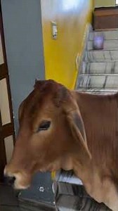 koto buddhi amader sundorir 😊 #animalcare #animallovers #minivlog #shorts #youtube #cow
