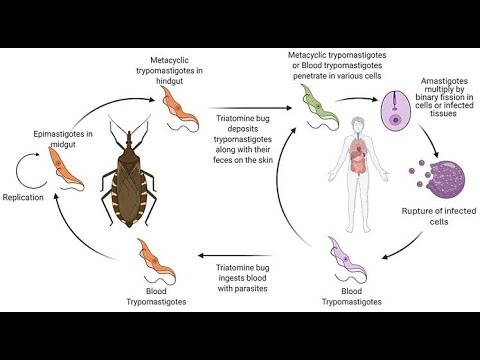 Transmission of American trypanosomiasis Chagas disease triatomine bug, kissing bug