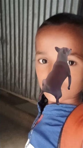 funny videos