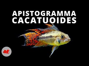Apistogramma cacatuoides ✔