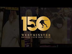 Get Ready for the 2026 Westminster Dog Show