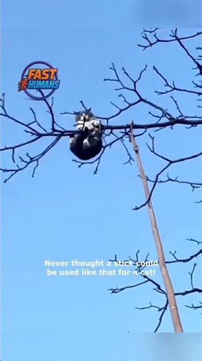 Clever Trick Gets Cat Down From Tree Safely