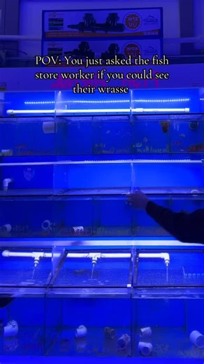 Wrasseholes is a better term #aquarium #fishtank #fish #aquarist #wrasse #reefing #fishstore | TheFeralMamie