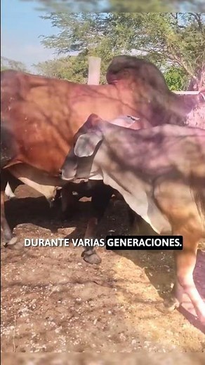 Genetic absorption or backcrossing 🐂🧬 #cows #genetics #countryside