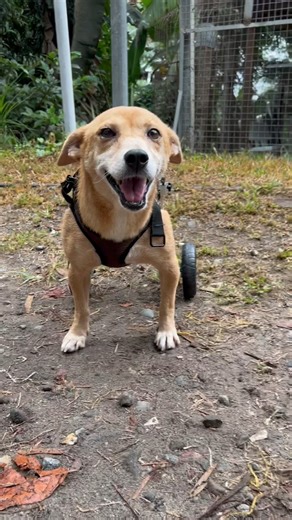 Every time we post something about a disabled dog, people suggest that we give them a wheelchair. This is of course something we’ve considered and tried many times, but unfortunately it’s very impractical at the shelter as the area is very uneven and often extremely muddy. But now that we have our new van, we plan on doing excursions with disabled dogs to flat concrete surfaces, where they can scoot around more freely. So this wheelchair from @lovepluspet really came at a perfect time! It was th