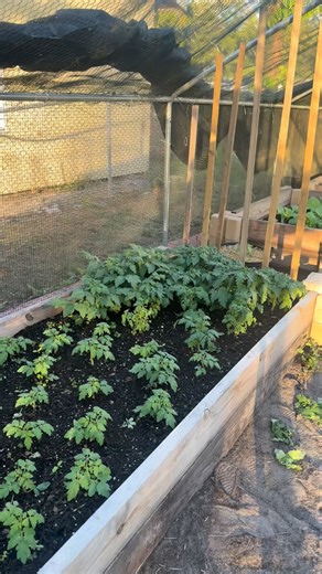 Get fit with Ro on Instagram: "Dwarf Red Robin Cherry Tomatoes 🍅 So small, they’re great for growing in small spaces like a balcony or even indoors! Watch til the end for the update!! #tomato #garden #urbangarden #fyp #viral #farming #growing #explore #florida #plants #growyourownfood #containers #greenthumb #healthyfood"