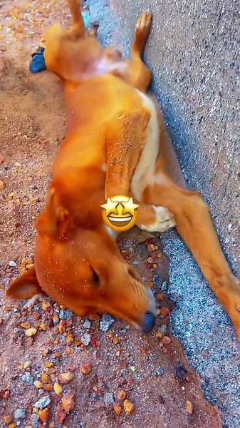 Désolé si on ne fait pas de Vidéo actuellement c’est à cause de carême là mais on vas ce prendre après le mois de jeûne🙏❤️#pourtoii #chien #comedie