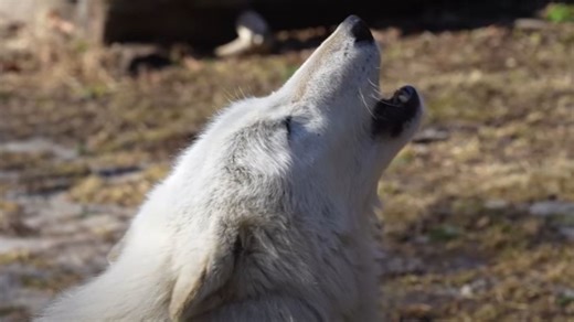 Gray Wolf Or Opera Singer? Silly Howl Will Brighten Your Day