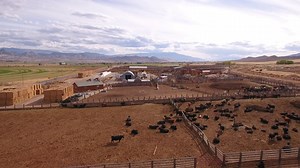 Aerial Travelling Shot Of Cows In Stockyard Stock Footage SBV-310026957 - Storyblocks