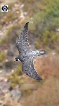 The Fastest Animal in The World | Unique Facts About Peregrine Falcon