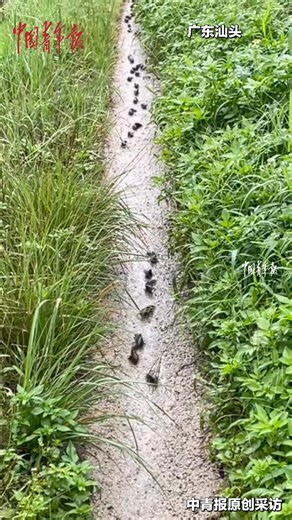 😲Ever seen a group of fish walk on land? The climbing perch fish, native to Asia, is known for its ability to breathe atmospheric oxygen and walk out of water. #WildChina #WonderWorld | China News 中国新闻网
