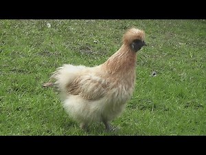 silkie hen makes gorgeous clucking sounds for first-time in her life