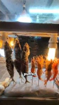 Evening at Negombo Beach local style in Sri Lanka 🌅🌴 #travel #srilanka #negombo #beach #local