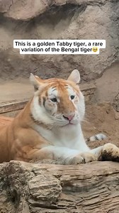414K views · 231 reactions | The golden tabby tiger, also known as...