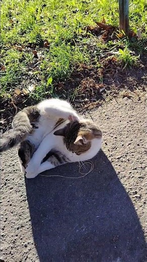 More kitten exercises! #kitten #cats