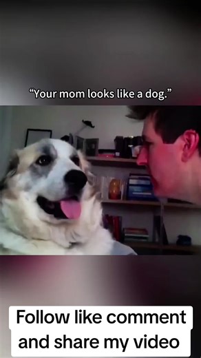The most dramatic dog reactions and funny dog moments you will see today! 😂 This video features the best dramatic pets and sassy Husky attitude that are trending in the USA. Whether it’s a Golden Retriever being a drama queen or funny dogs at the vet, these dog videos are pure gold. Watch the best dog reactions until the end for the ultimate dog of TikTok experience. 🐶🇺🇸 #DramaticDogs #FunnyDogVideos #DogSoftikTok #DogReactions #USA