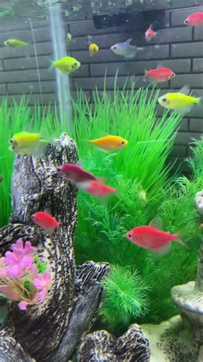 #fish #aquascapegallery #aquarium #exoticaquariumfish #aquariumlife #aquariumfish #megaquarium
