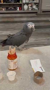 Merlin the African grey timnah parrot