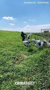 #TrendingNow Step into the serene world of red-crowned cranes as they dance gracefully by the water's edge, showcasing nature's enchanting beauty. | China Daily