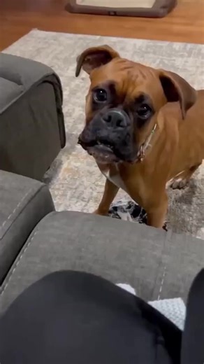 Boxer Dog Having a Playful Moment | Funny Dog Videos