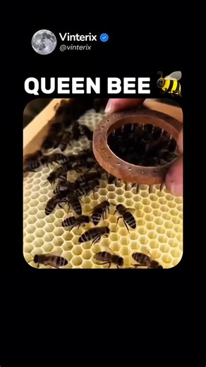 VINTERIX🇺🇸 on Instagram: "Most think the queen makes honey, but her role is far greater. Workers collect nectar, while the queen lives to give life. She lays up to 2,000 eggs a day, turning the hive into a perfectly organized society. Her pheromones act like the hive’s operating system, keeping thousands of bees in harmony. Without her scent, chaos begins; with it, every bee knows its role. Workers craft the honey we taste, but the queen crafts the future. She doesn’t gather nectar — she gathe