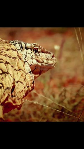 41K views · 916 reactions | Deadly Lizard Vs Cobra #animal #documentary #nature #lizard #cobra | Animal tracker | Facebook
