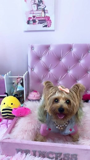 Preparing my Yorkie for the Cold in her Pink Coat 💗